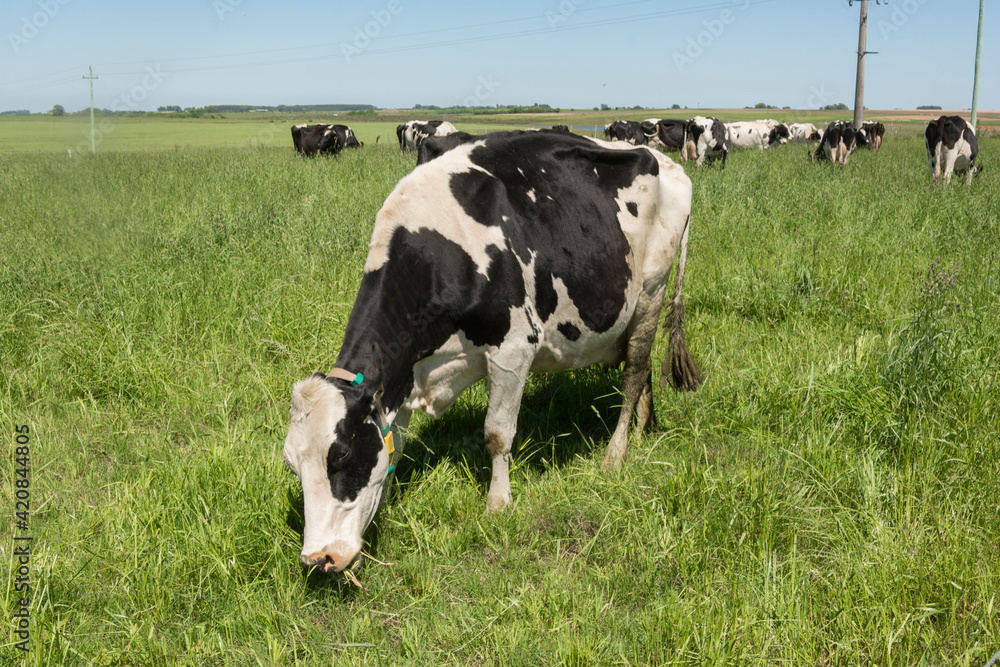 vacas lecheras holando comiendo pastura en chacra productora de leche