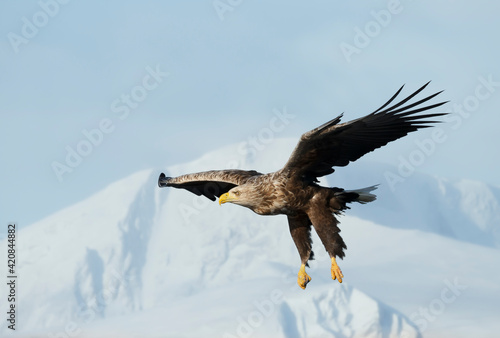 Close up of a White-tailed sea Eagle in flight in winter