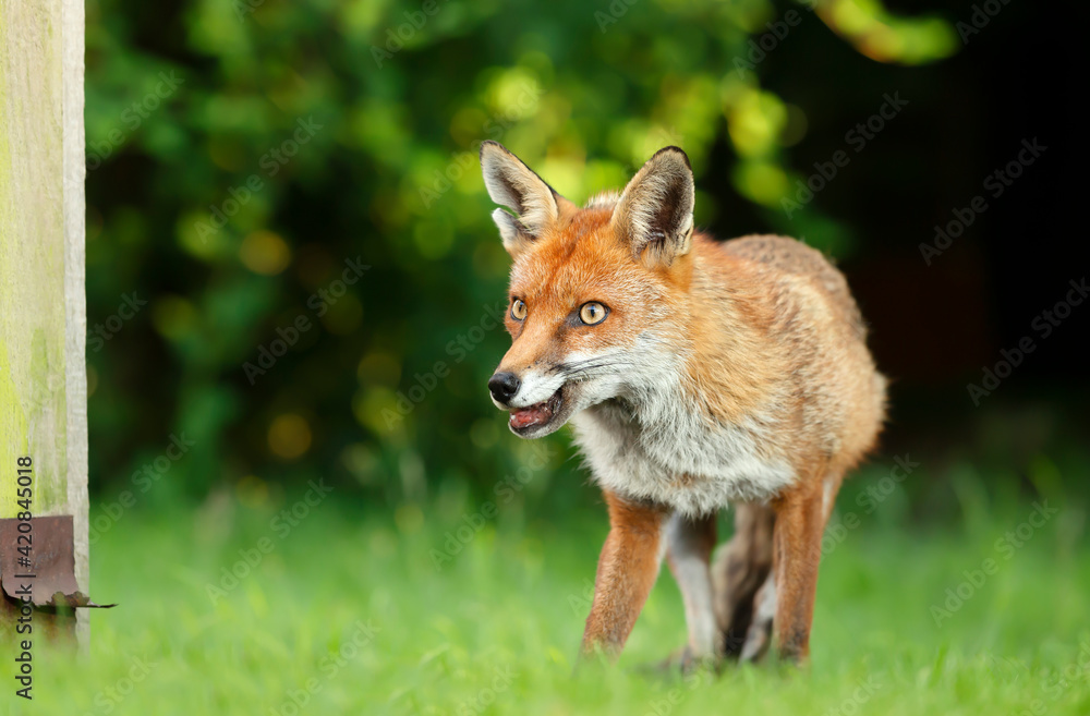 Red fox standing in grass by a fence