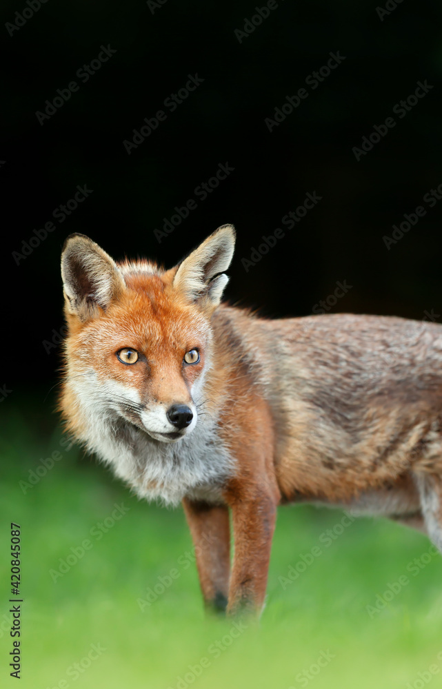 Red fox in grass against dark background