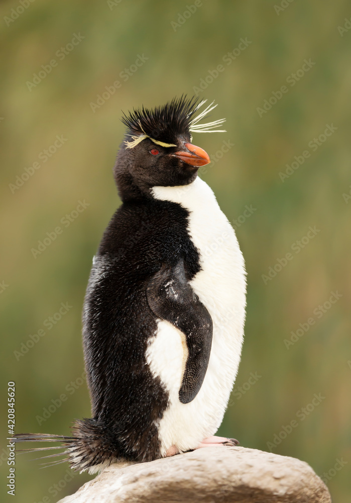 Naklejka premium Southern rockhopper penguin standing on a rock