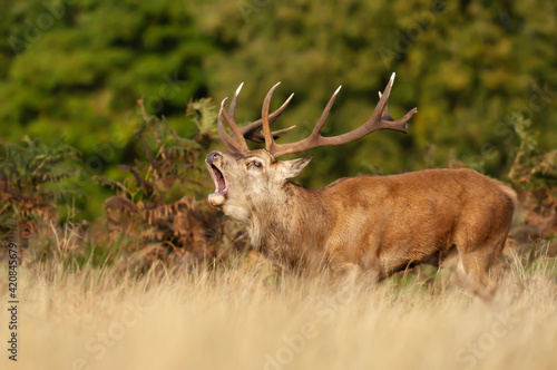 Red deer stag calling during rutting season in autumn