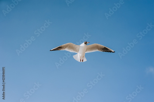 A beautiful lonely seagull flies, soars at a height against the background of the blue sky and clouds.