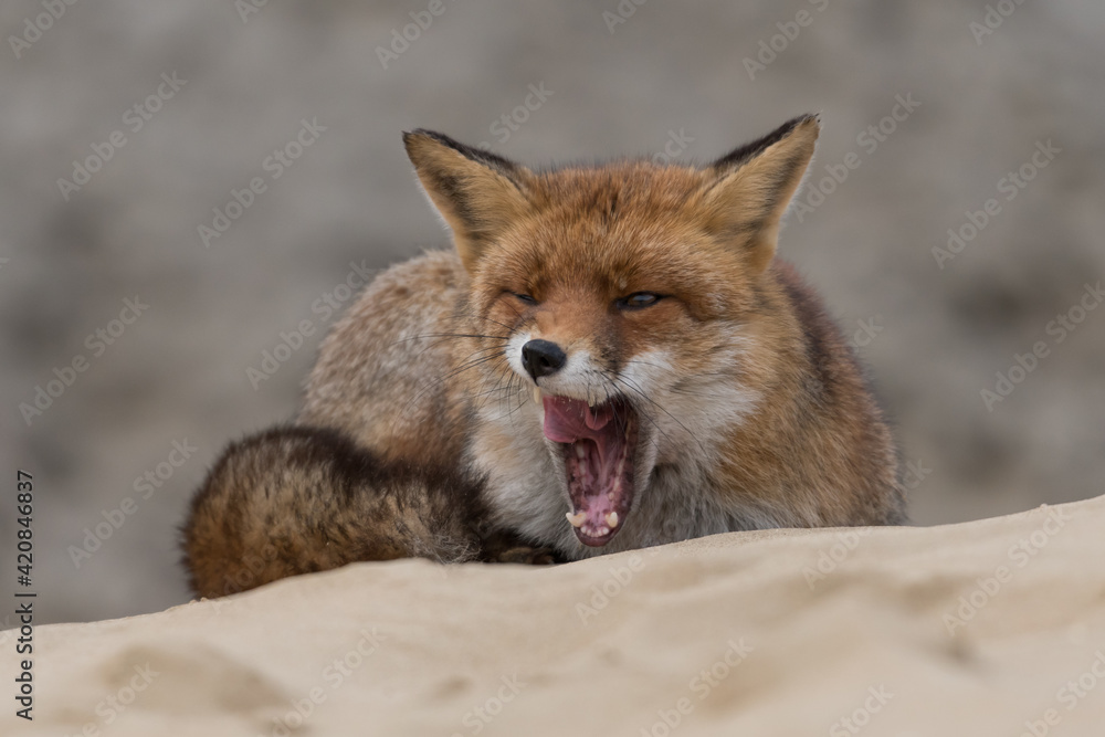 Fototapeta premium Yawning red fox is relaxing on a sand hill, photographed in the dunes of the Netherlands.