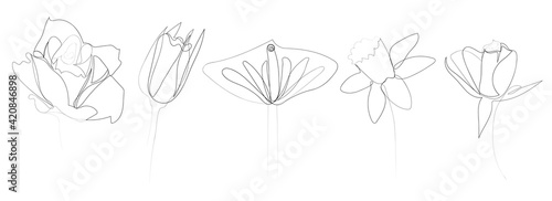 continuous line drawing of beautiful flowers