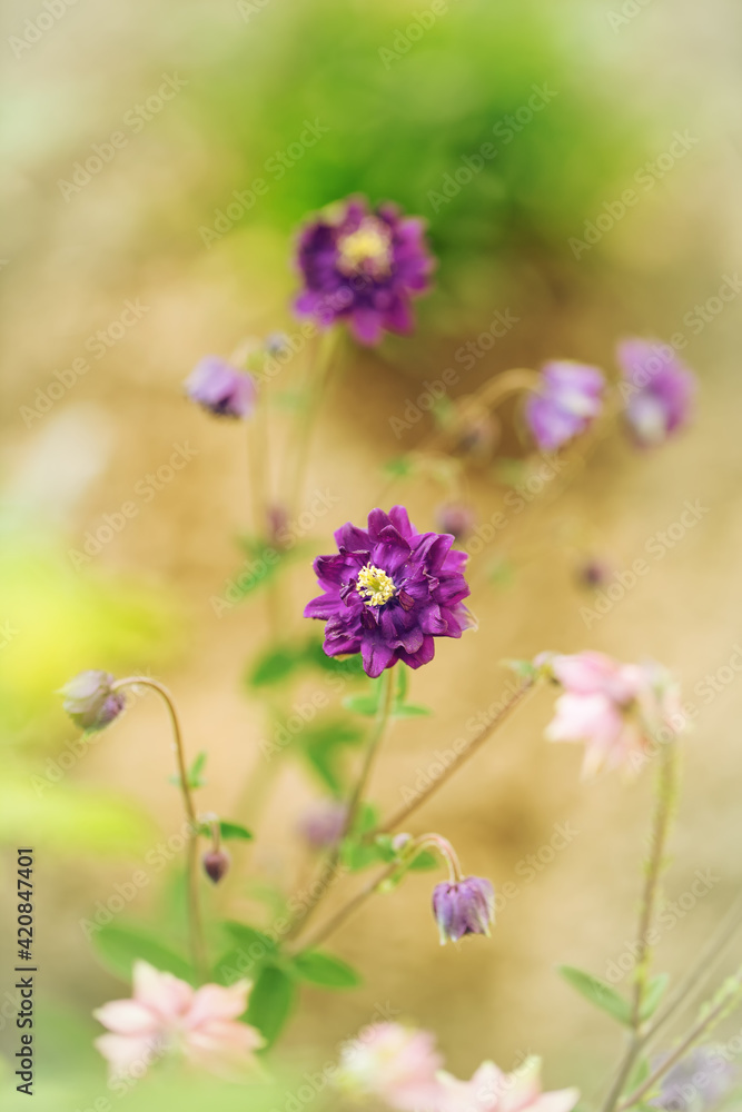 Flowers Flowers