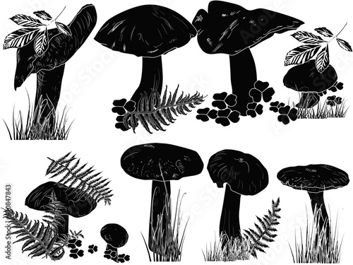 тшту black cep mushrooms on white