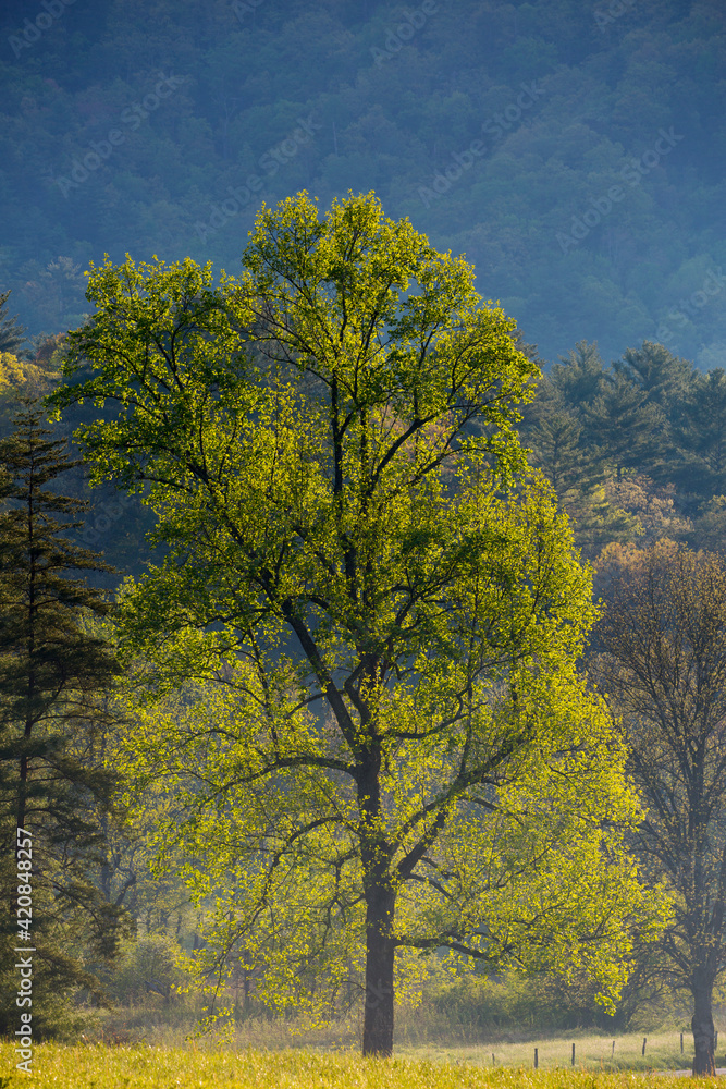 Naklejka premium USA, Tennessee. Tree in morning light in field at Cades Cove.