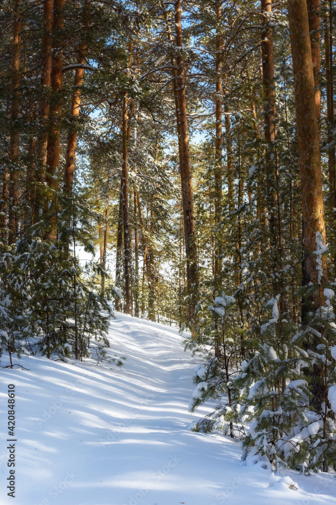 Fototapeta premium Snow-covered trees in a pine forest, winter landscape
