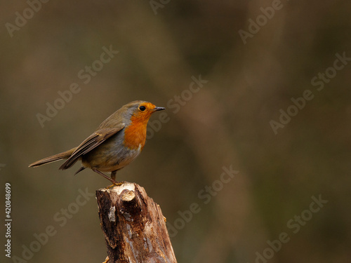 Robin on a branch © dennis