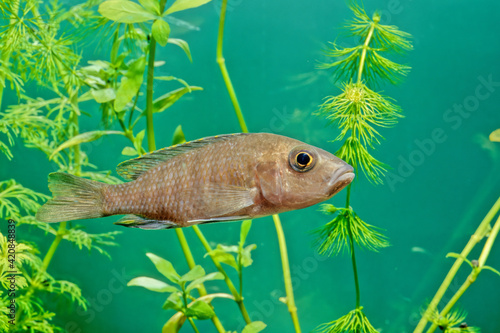 Bild auf Leinwand Placidochromis electra ou electra ou encore cichlidae electra (Anciennement, mai