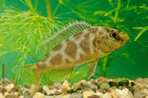 Nimbochromis venustus, commonly called venustus hap or giraffe hap, is a Haplochromine cichlid endemid to Lake Malawi in Africa. It prefers the deeper regions of the lake (6 to 23 metres (20 to 75 ft) photo