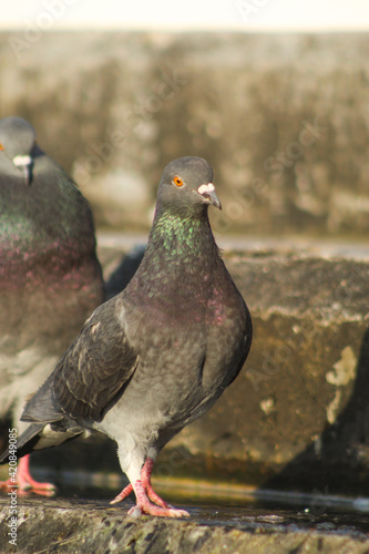 pigeons on the spring pier.