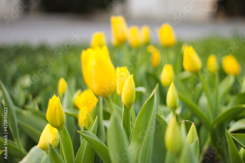 Fototapeta Naklejka Na Ścianę i Meble -  yellow tulips on the seaside boulevard.