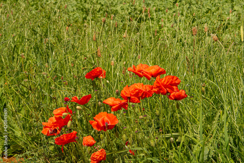 Bright orange poppies in the sunshine set in a green field