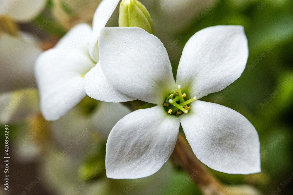 Obraz premium white flower close uo