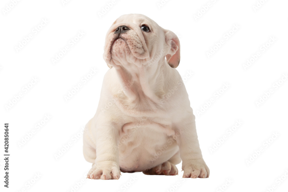 English bulldog puppy isolated on a white background English bulldog puppy isolated on a white background