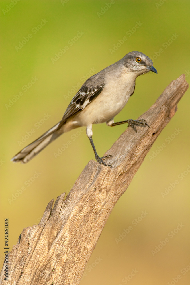 Fototapeta premium Linn, Texas, USA. Northern mockingbird perched on a dead tree stump.
