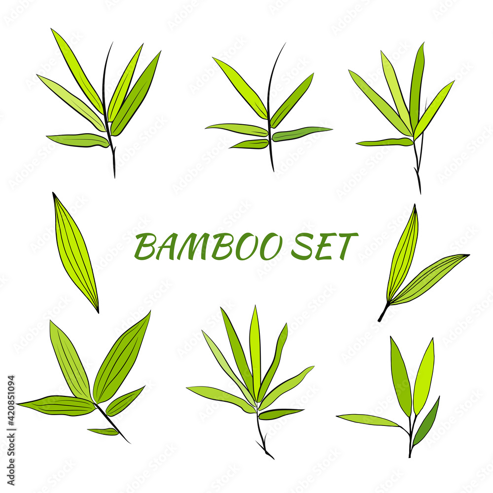 Hand drawn illustration with bamboo stem and leaves. Set of bamboo tree leaves. Hand drawn botanical collection. Drawing of parts of bamboo and sections of branches and leaves on a white background. 