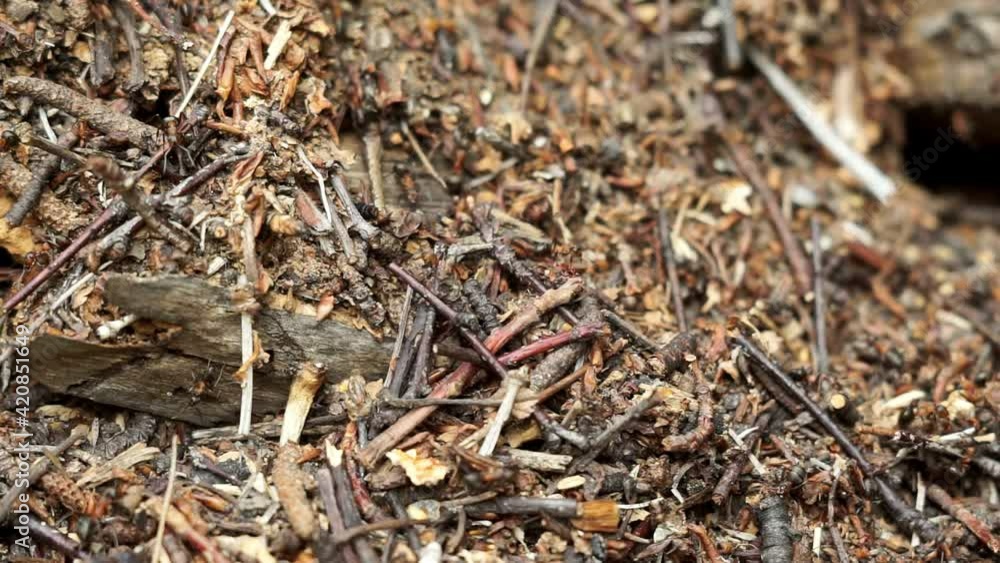Colony of ants. A path of black ants. Ants in forest Colony of ants. A path of black ants. Ants in forest