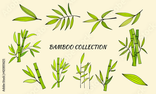 Hand drawn illustration with bamboo stem and leaves. Set of bamboo tree leaves. Hand drawn botanical collection. Drawing of parts of bamboo and sections of branches and leaves on a green background. 