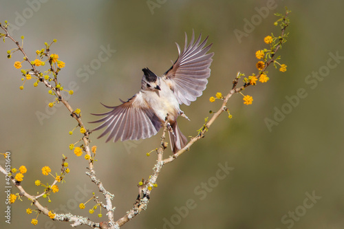 Black-crested titmouse landing.