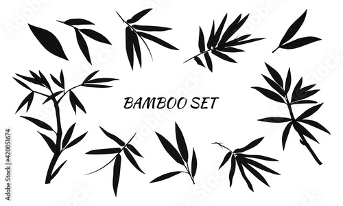 Fototapeta Naklejka Na Ścianę i Meble -  Hand drawn illustration with bamboo stem and leaves. Set of bamboo tree leaves. Hand drawn botanical collection. Drawing of parts of bamboo and sections of branches and leaves on a white background. 