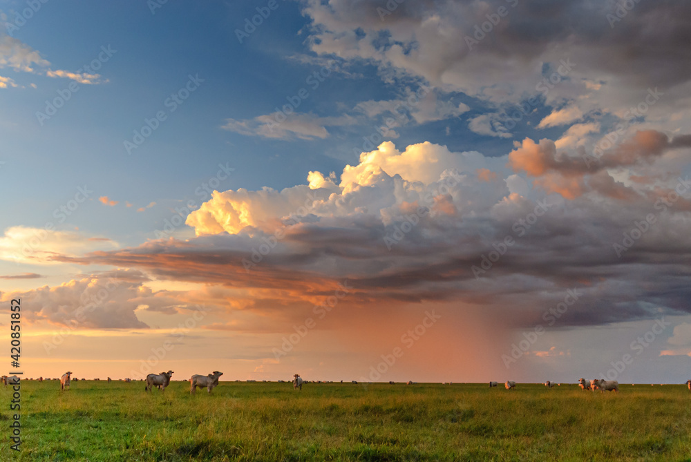 Bonito, Mato Grosso do Sul, Brazil on April 1, 2007. Cattle grazing in the countryside with sky full of clouds and rain in the background with sunset light. Bonito, Mato Grosso do Sul, Brazil on April 1, 2007. Cattle grazing in the countryside with sky full of clouds and rain in the background with sunset light.