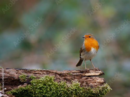 robin on a branch © dennis