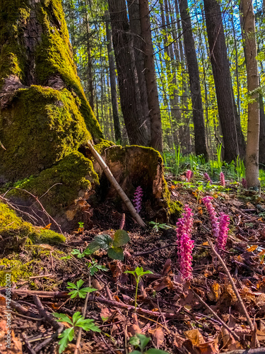 Amazing forest landscape with early magenta Orchis mascula flowers amonf trees. Natural woodland scene at springtime. photo