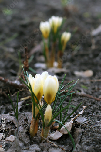 Kwiaty wiosny Krokusy ( crocus ) 