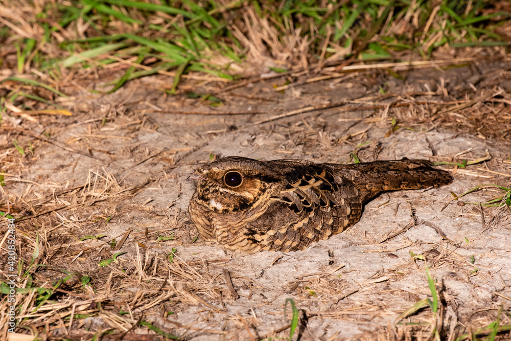 Fototapeta premium Common pauraque camouflaged on ground.