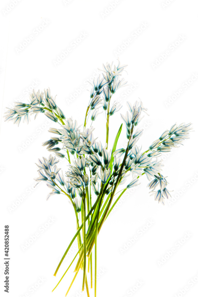 Fototapeta premium flowers on the white background