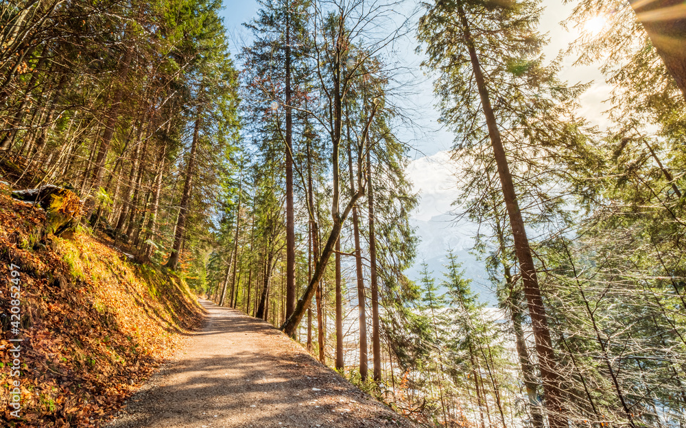 Bavarian Forest walk with sun beams through the trees Bavarian Forest walk with sun beams through the trees