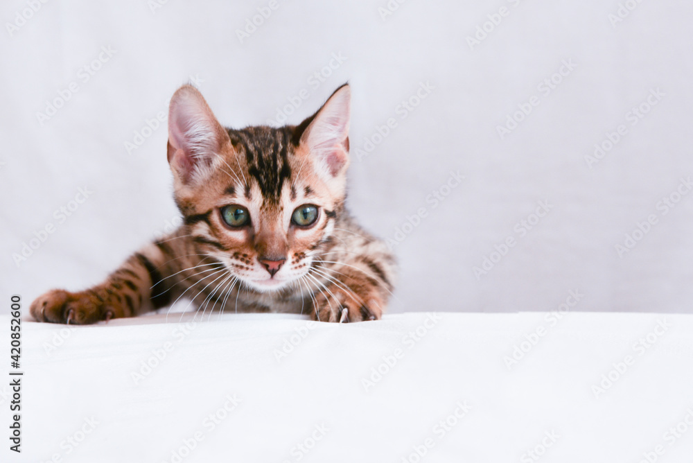 The kitten climbs and looks ahead carefully. There is space for text. Portrait of a Bengal kitten close-up, head and paws with claws The kitten climbs and looks ahead carefully. There is space for text. Portrait of a Bengal kitten close-up, head and paws with claws
