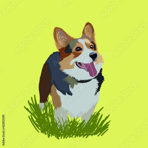 corgi on green grass on yellow background