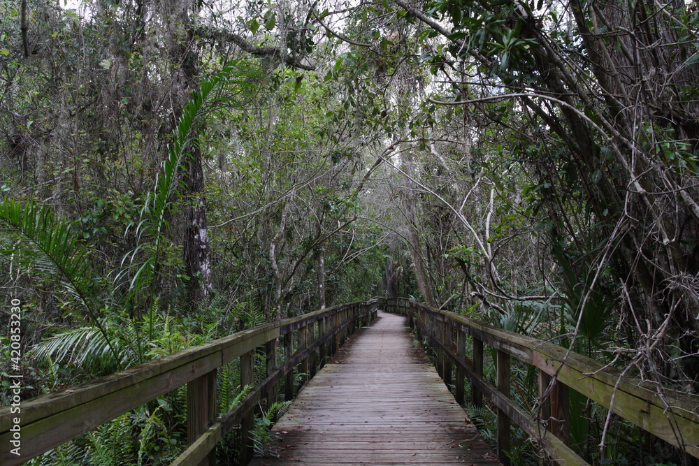 wooden boardwalk into the green jungle wooden boardwalk into the green jungle