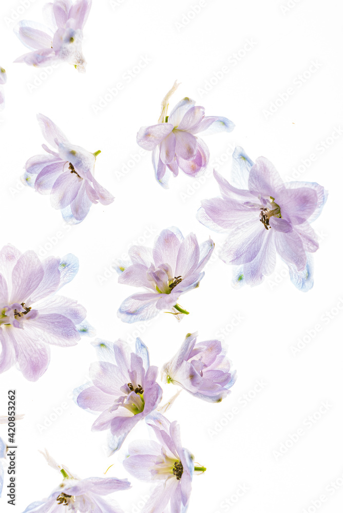 delphinium flowers on the white backgrund delphinium flowers on the white backgrund