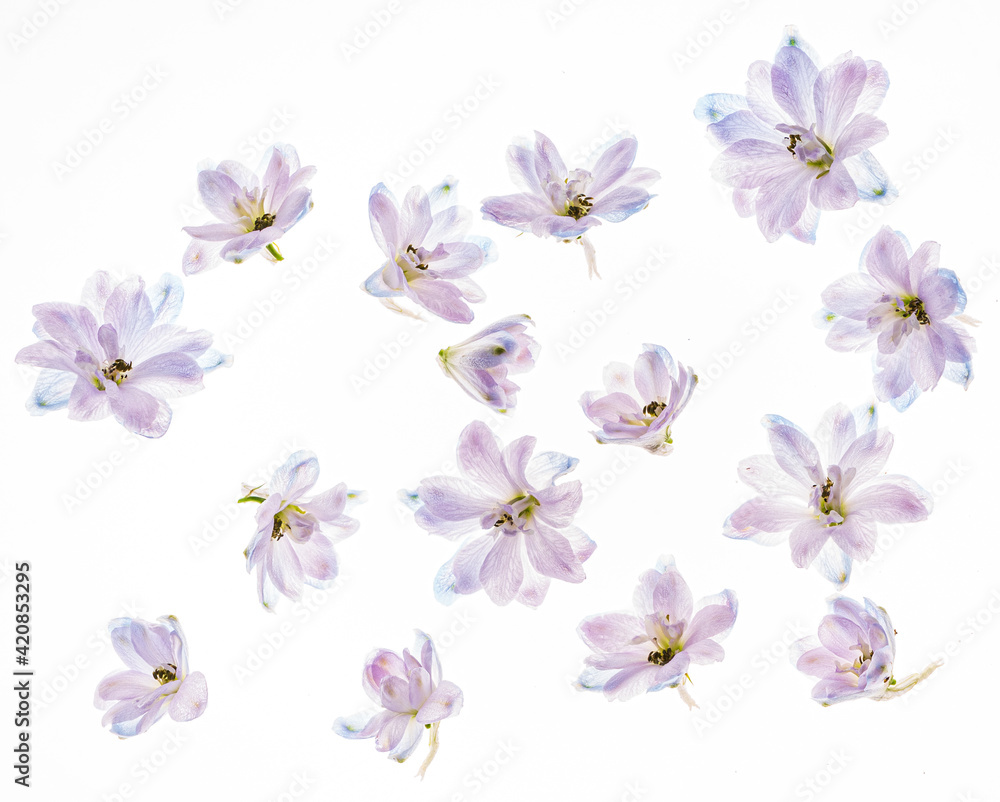 delphinium flowers on the white backgrund delphinium flowers on the white backgrund