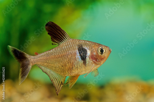 Foto Black phantom tetra