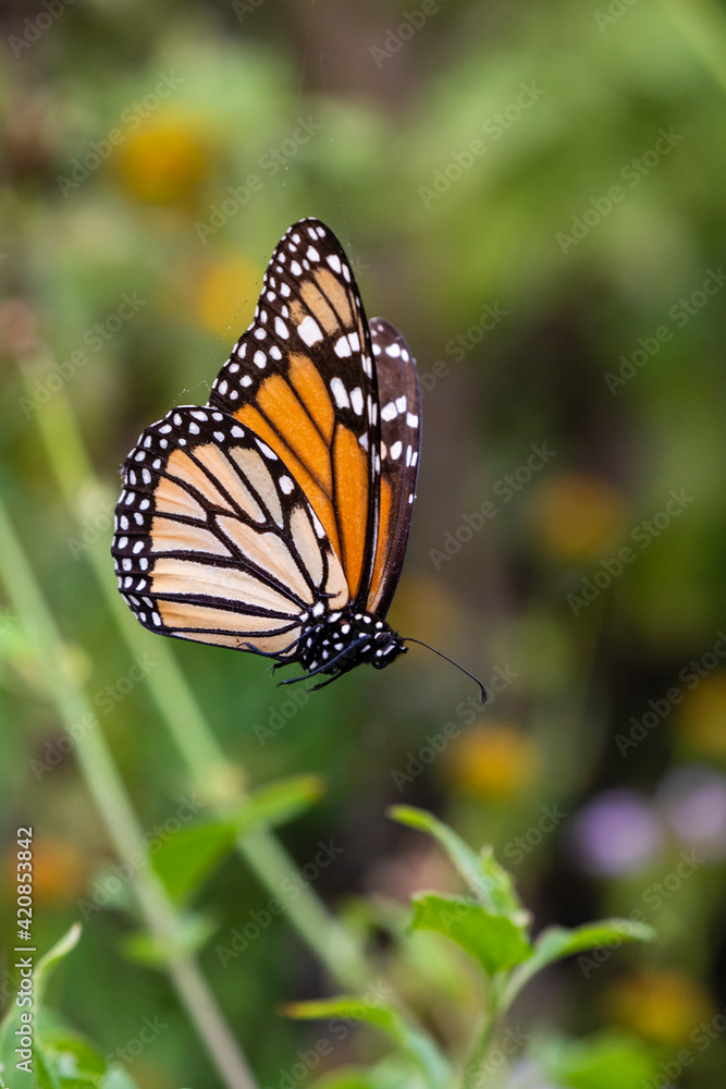 Fototapeta premium Monarch suspended in spider web.