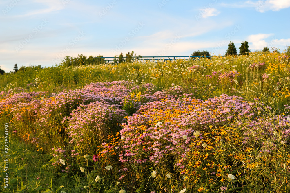 field of wild flowers in prairie field of wild flowers in prairie