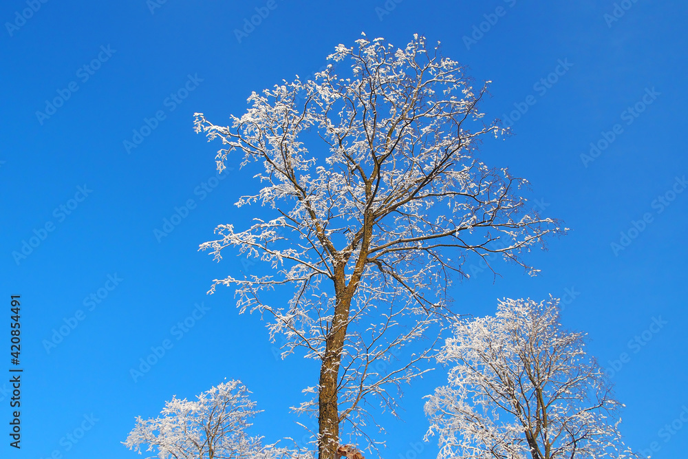 Trees in the snow. Natural background Trees in the snow. Natural background