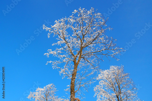 Trees in the snow. Natural background