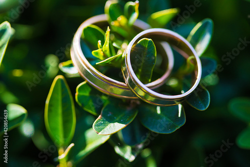 Beautiful wedding rings on a green leaf