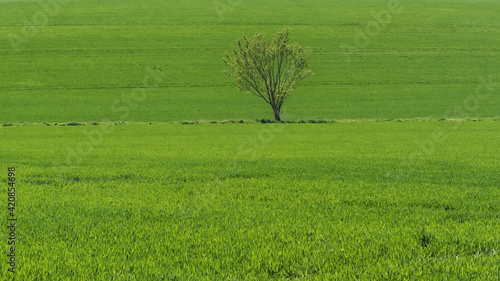 Stemmer Berg - Einzelner Baum zwischen Getreidefeldern, Niedersachsen, Deutschland, Europa photo