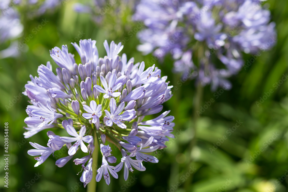 close up of purple Agapanthus Africanus flower on green background. spring time close up of purple Agapanthus Africanus flower on green background. spring time