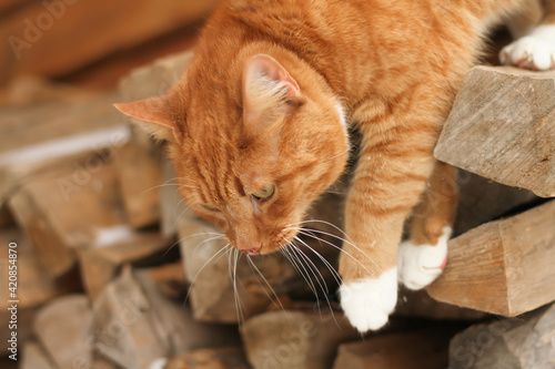 Photography A beautiful red cat comes down from the woodpile, from the firewood,logs, for the fireplace
