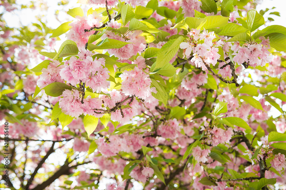 Fototapeta premium beautiful spring cherry blossom in Uzhgorod.