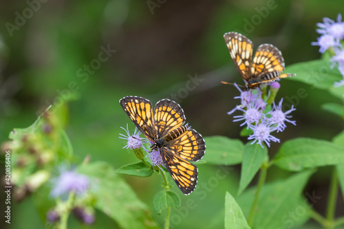 Theona checkerspot butterflies feeding. photo